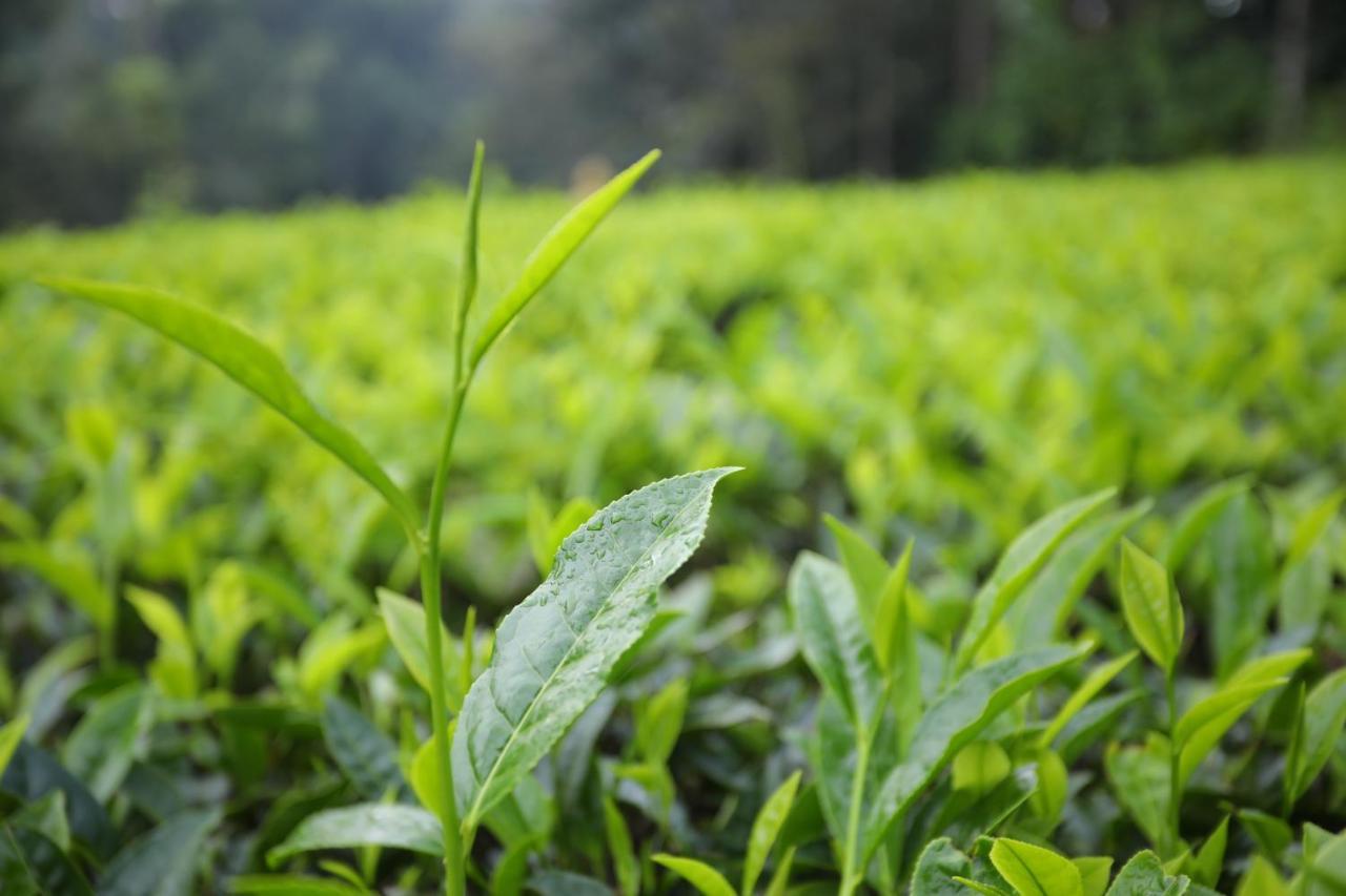 Vista Suites Doddabetta Ooty By Bestinn Leisure エクステリア 写真